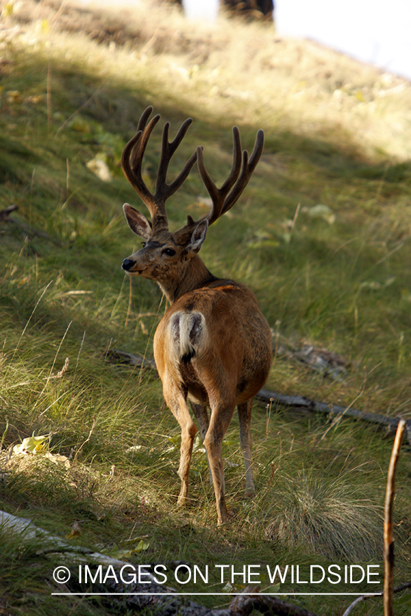 Mule Deer in Habitat