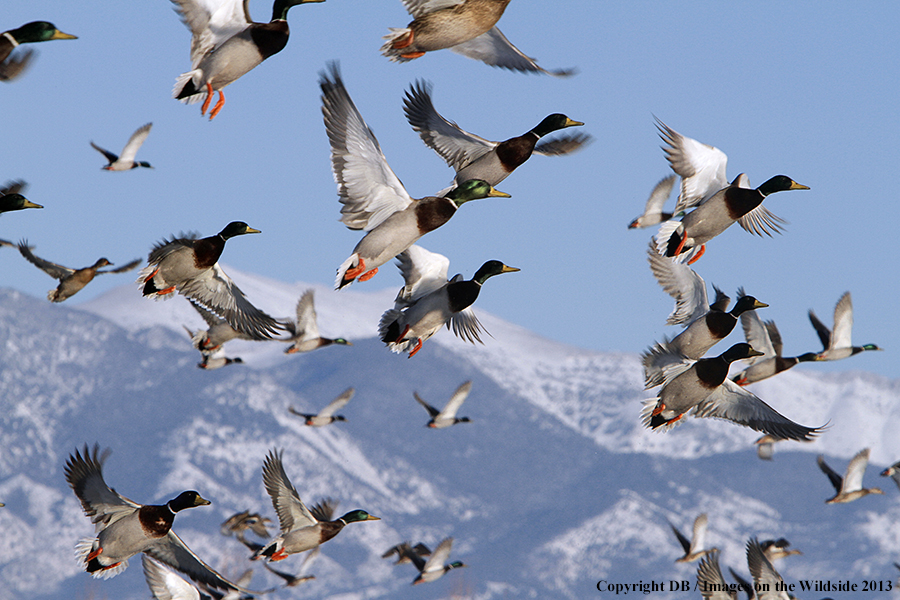 Mallards taking flight.