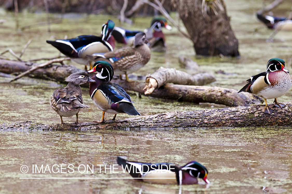 Wood duck flock in habitat.