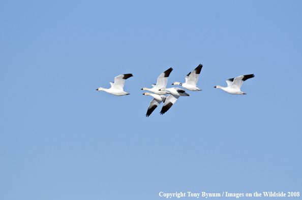 Snow Geese in flight