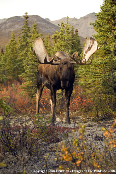 Alaskan Moose in Habitat