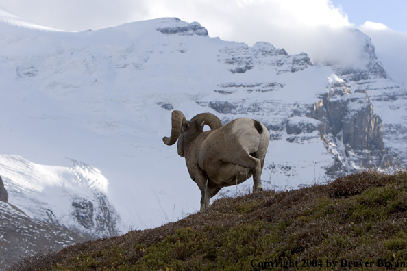 Rocky Mountain bighorn sheep (ram).