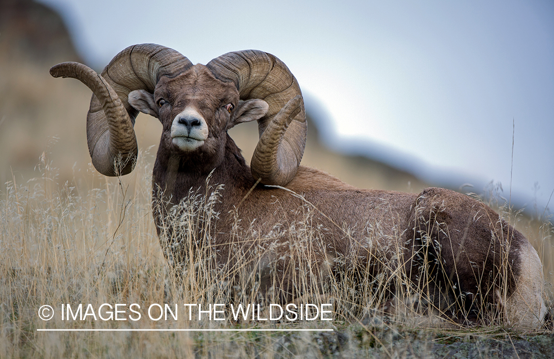 Bighorn sheep ram in field.