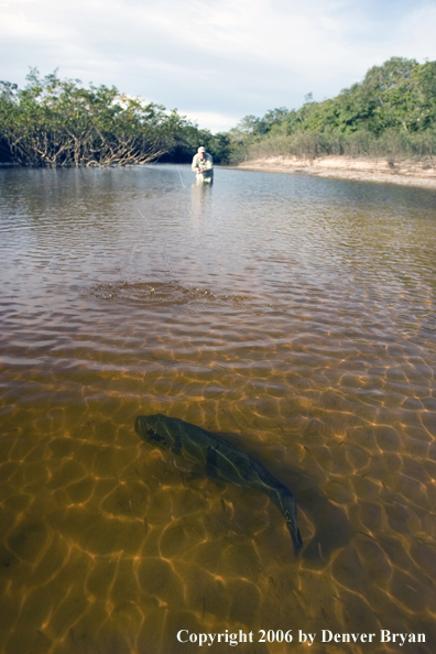 Peacock Bass fishing.