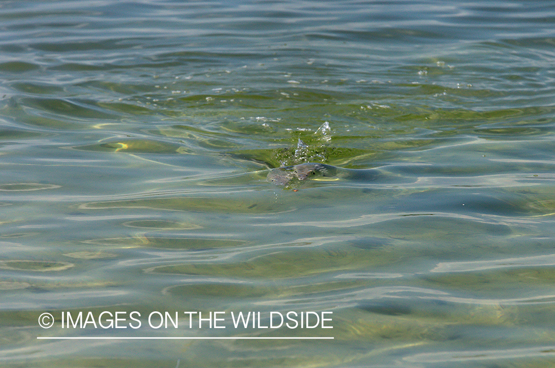 Bonefish chasing fly.