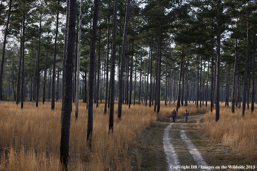 Bobwhite quail hunters in field.