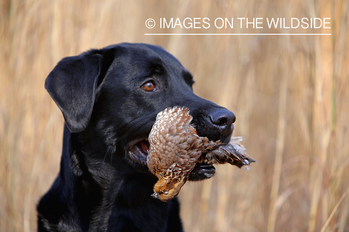Black lab retrieving downed bobwhite quail.