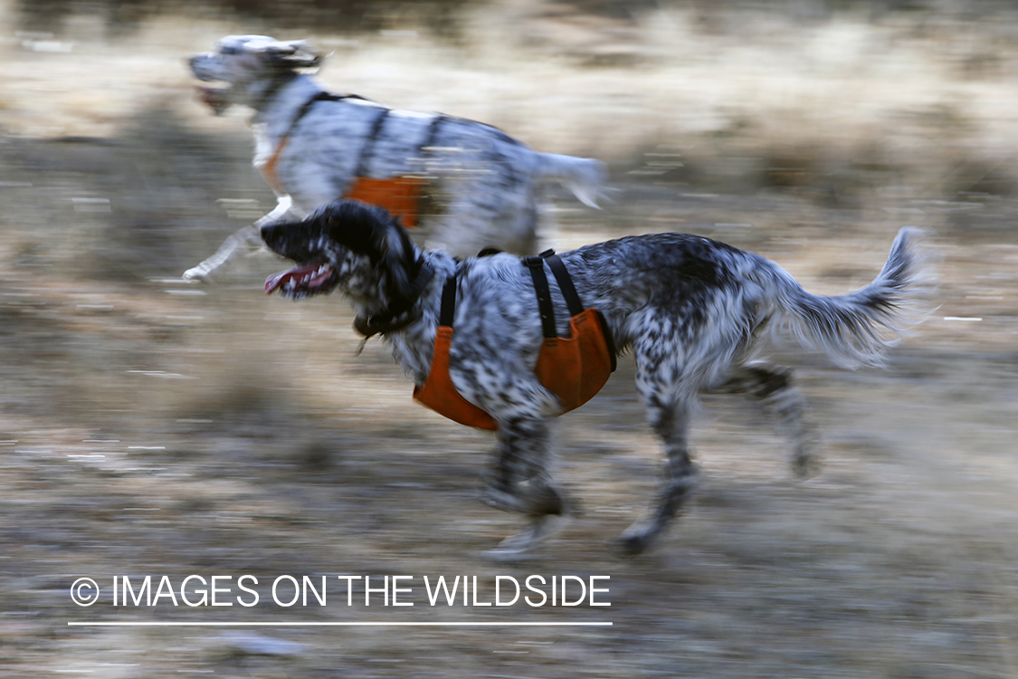 English Setters running in field.