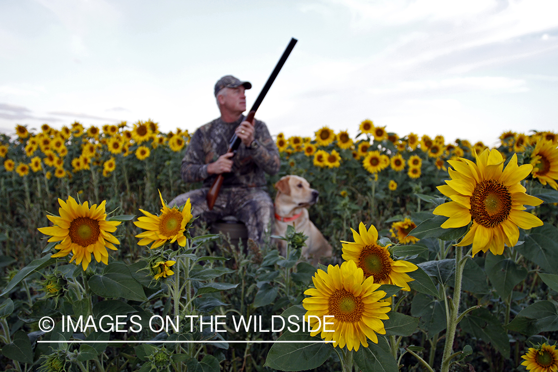 Dove hunter with yellow lab in sunflower field. 