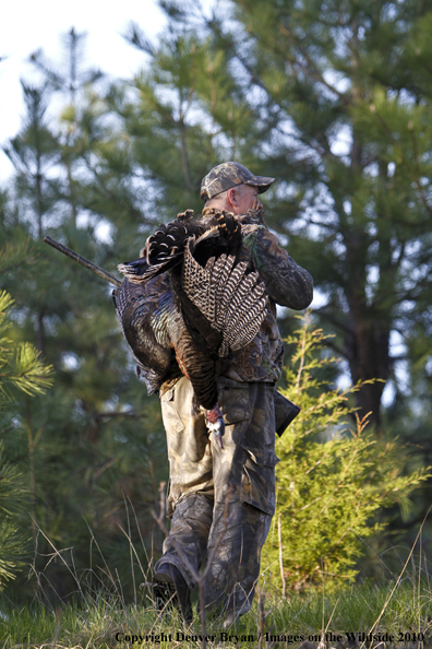 Hunter with bagged (Merriam's) turkey thrown over shoulder