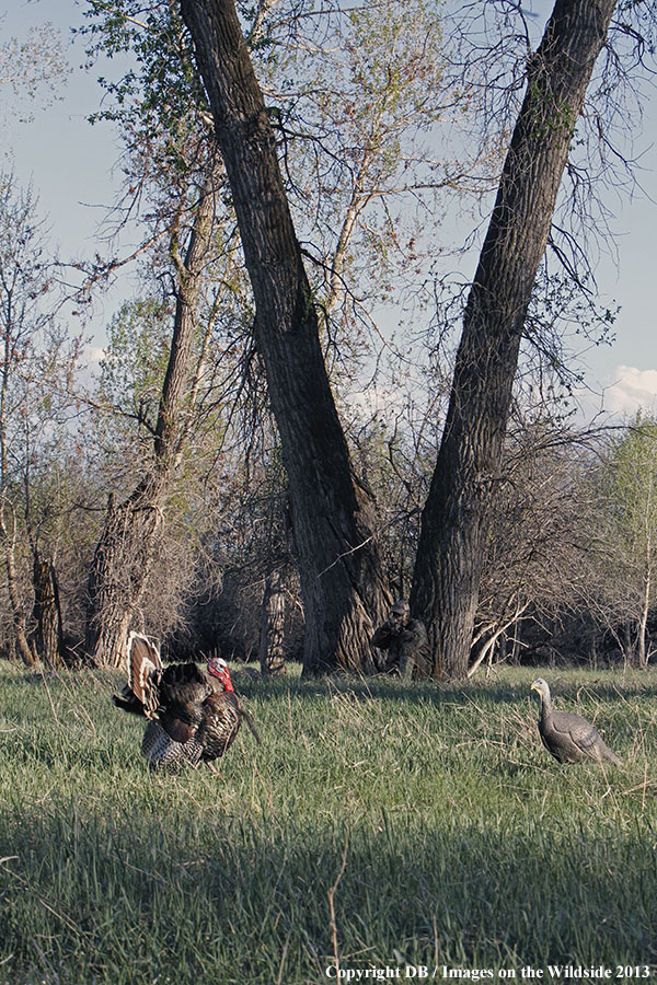 Turkey hunter shooting at gobbler with hen decoy.