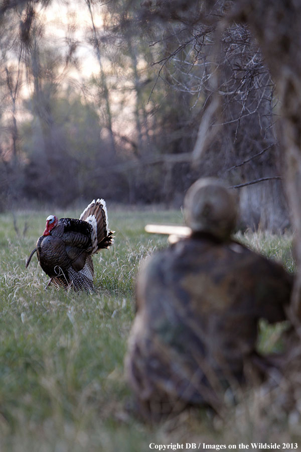 Turkey hunter shooting at gobbler.