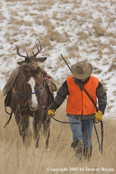 Deer hunter packing out bagged white-tailed buck.