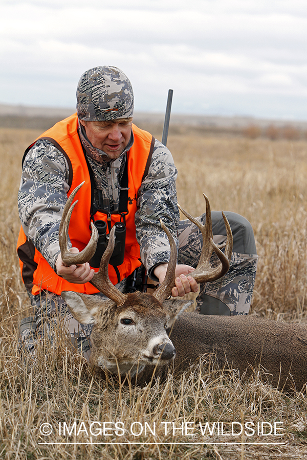 White-tailed deer hunter with downed buck.