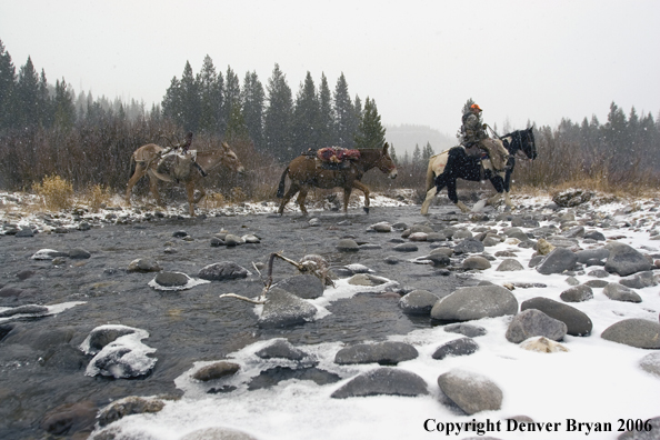Elk hunt packstring in mountains