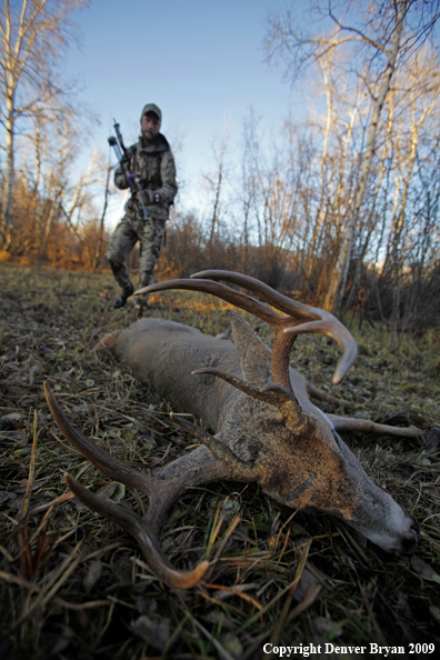 Bowhunter approaching whitetail buck.