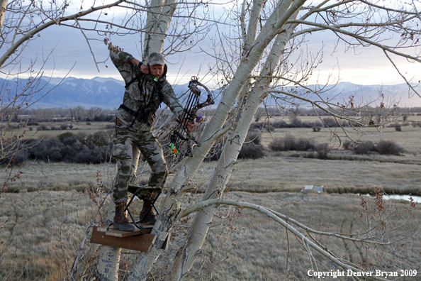 Bowhunter aiming bow from tree stand.