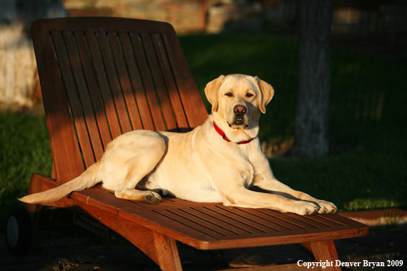 Yellow Labrador Retriever in chair