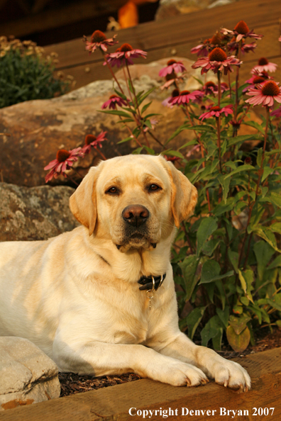 Yellow Labrador Retriever
