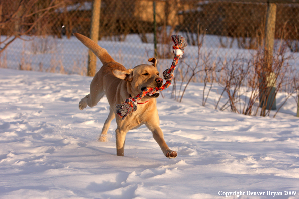 Yellow labrador retriever retrieving rope toy
