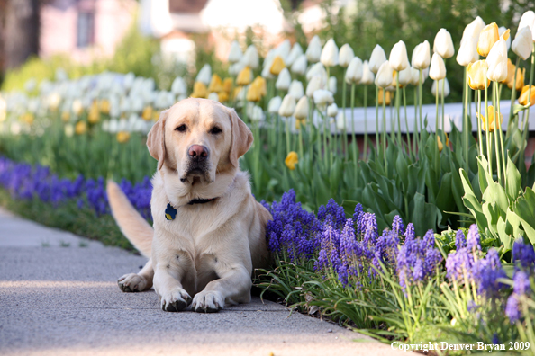 Yellow Labrador Retriever by flowers