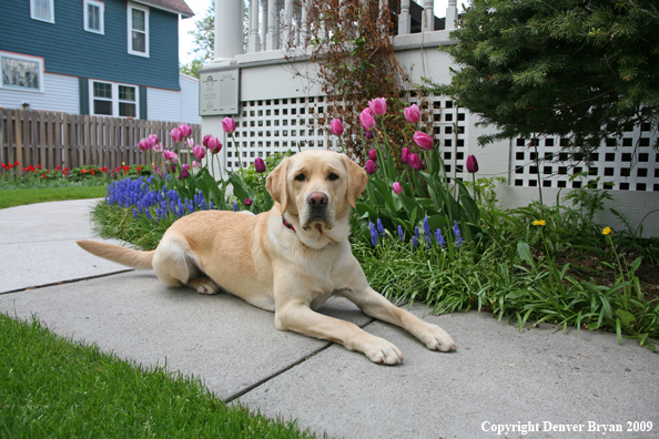 Yellow Labrador Retriever by flowers