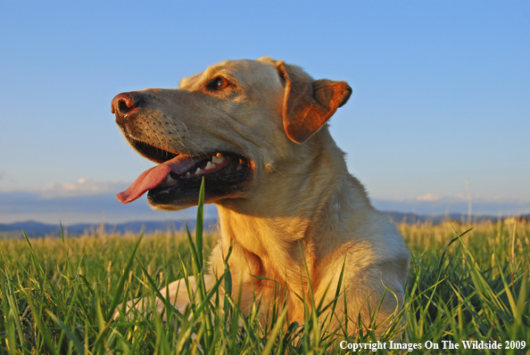 Yellow Labrador Retriever