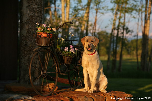Yellow Labrador Retriever by old bike