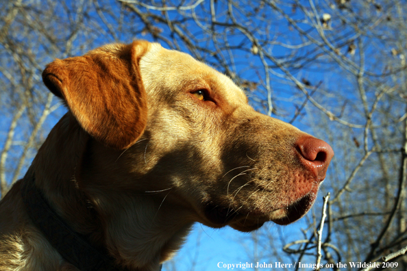 Yellow Labrador Retriever in field