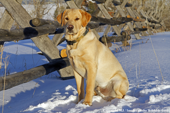 Yellow Labrador Retriever