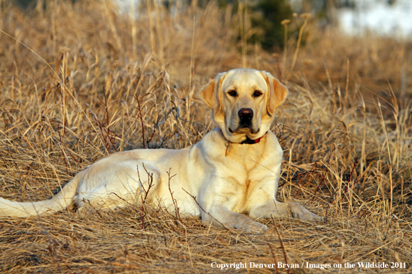 Yellow Labrador Retriever laying in field.