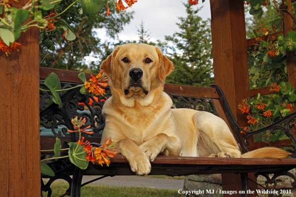 Yellow Labrador Retriever.