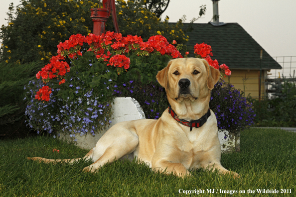 Yellow Labrador Retriever.