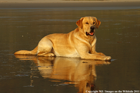 Yellow Labrador Retriever.