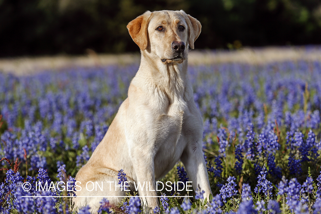 Yellow Labrador Retriever in field of wildflowers.