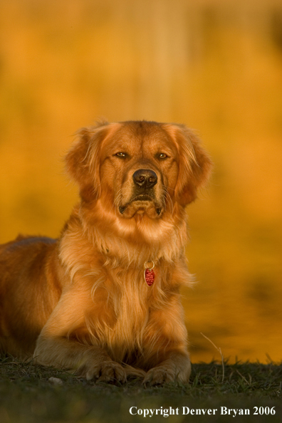 Golden Retriever.