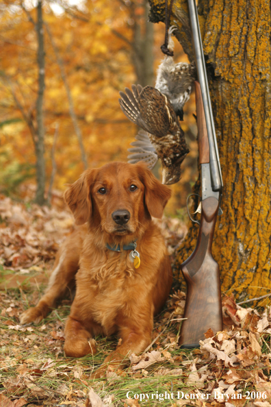 Golden Retriever with bagged grouse and gun in woods