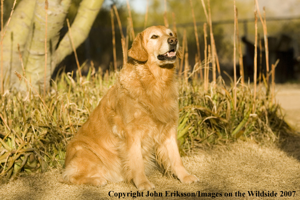 Golden Retriever 