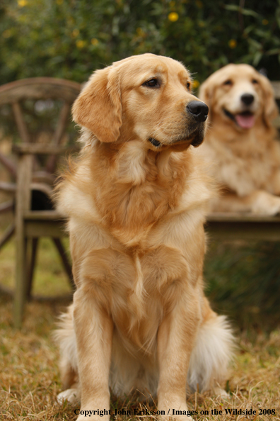 Golden Retriever