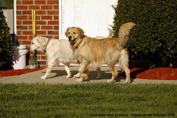 Golden Retrievers