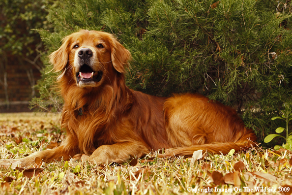 Golden Retriever