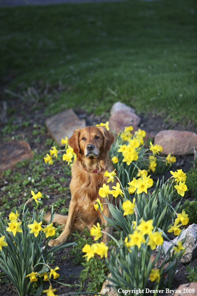Golden Retriever in flower bed