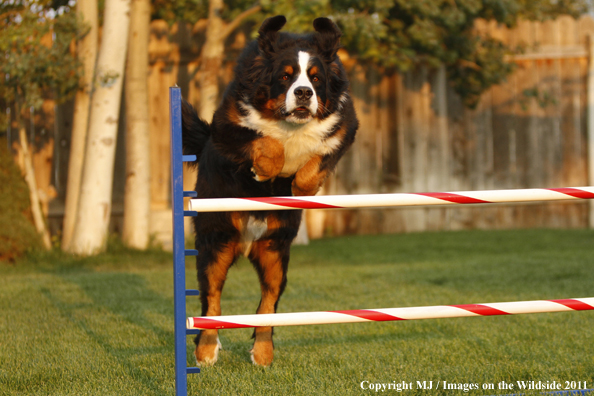 Bernese Mountain Dog running agility course. 