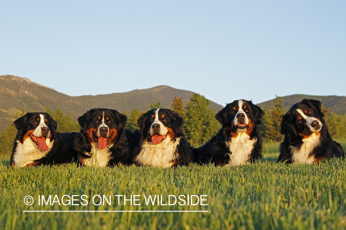Bernese Mountain Dogs