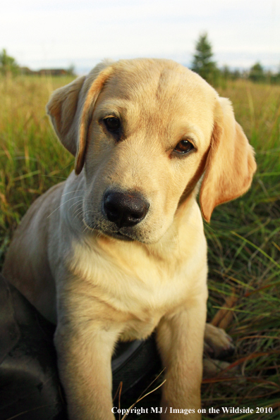 Yellow Labrador Retriever Puppy