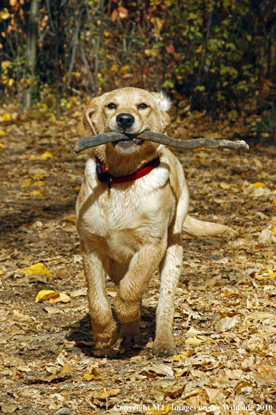 Yellow Labrador Retriever Puppy