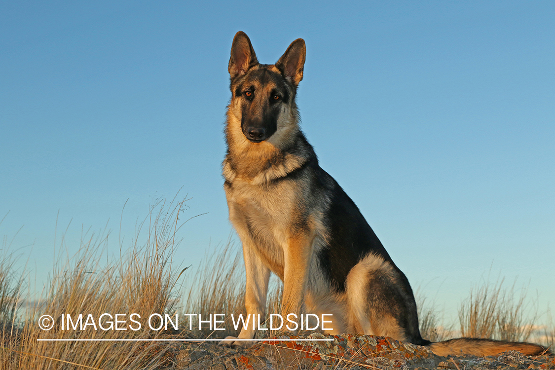 German Shepherd in grass.