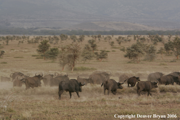 African Cape Buffalo herd