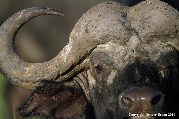 Cape buffalo bull.