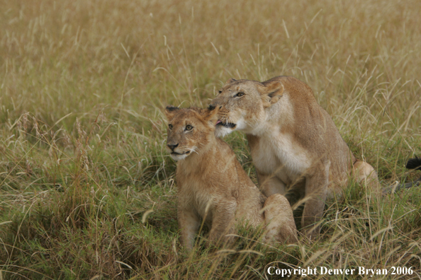 African lioness with cub